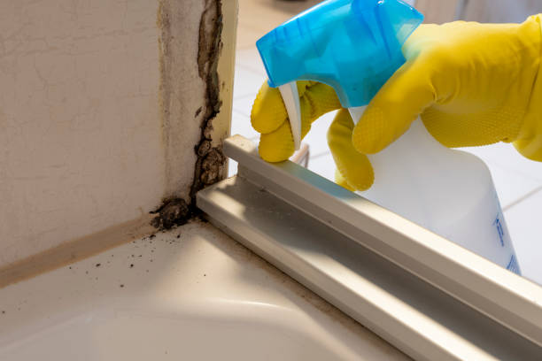 Best Certified Mold Removal  in Drum Point, MD