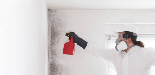 Mold Removal and Inspection