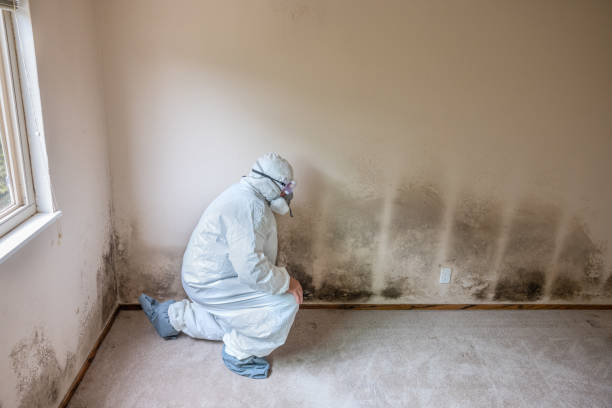 Attic Mold Removal in Drum Point, MD