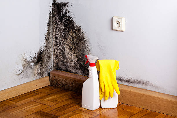 Best Attic Mold Removal  in Drum Point, MD